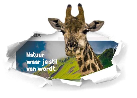 404-giraffe