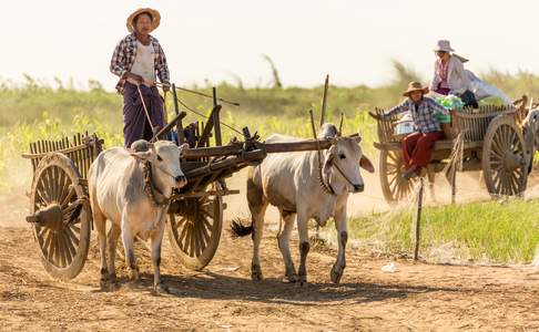 Overal op het platteland ziet u boeren op hun ossenkarren