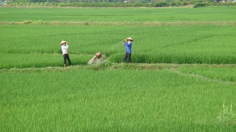 Vietnamezen aan het werk op het land