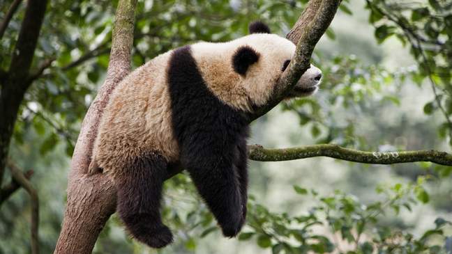 Chengdu, zeer actieve reuzenpanda