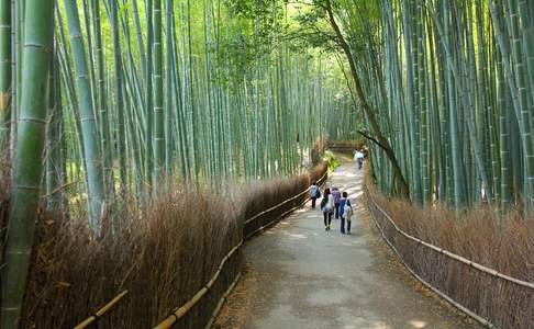 Het bamboebos bij Arashiyama