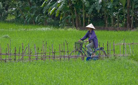 Op de fiets door de rijstvelden