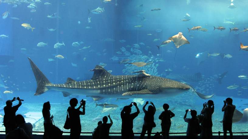 Een walvishaai in het Churaumi Aquarium