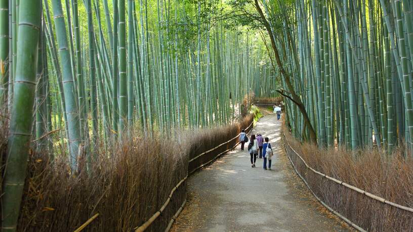 Het beroemde bamboebos in de wijk Arashiyama