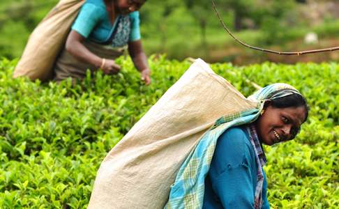 Theepluksters bij Nuwara Eliya