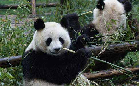 Chengdu, de reuzenpanda