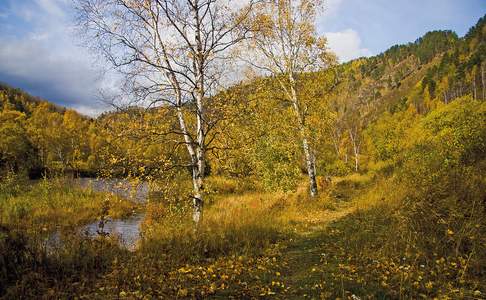 De Taiga kleurt goudgeel in de herfst