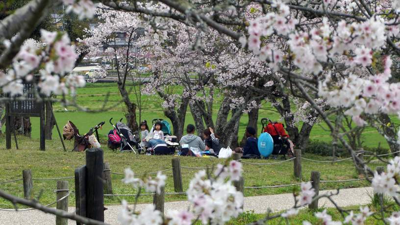 Japanners gaan tijdens het bloesemfestival met vrienden of familie naar het park om te picknicken of barbecueën.