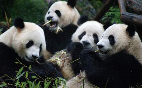 Chengdu, reuzenpanda's