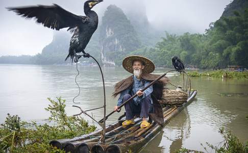 Aalscholver visser, Yangshuo