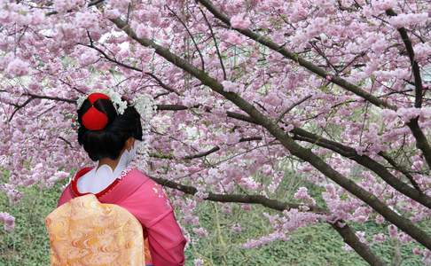 Een geisha staat de kersenbloesem te bewonderen