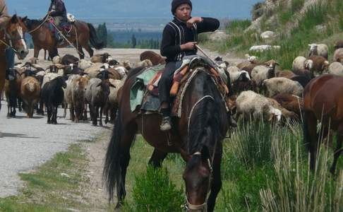 Een jonge herder brengt schapen naar de zomerweides, Toktokul