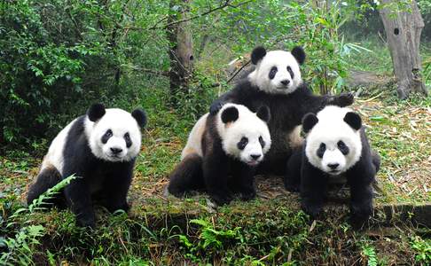 Chengdu, reuzenpanda's