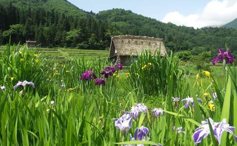 Shirakawago, gelegen in de Japanse Alpen