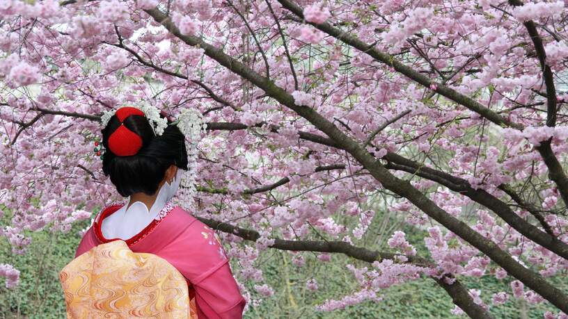 Een geisha staat de kersenbloesem te bewonderen