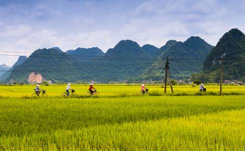 Fietsen door de rijstvelden bij Ninh Binh