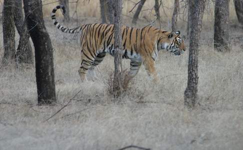 Ranthambore, spotten van een tijger