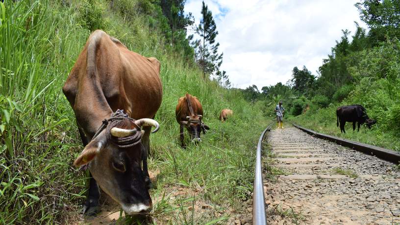 Tijdens het lopen over de spoorrails kom je regelmatig locals tegen