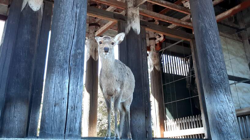 Ree in Nara, Japan